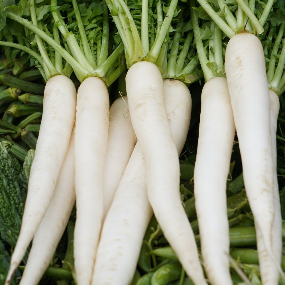 Mooli (White Radish) – Fresh & Organic