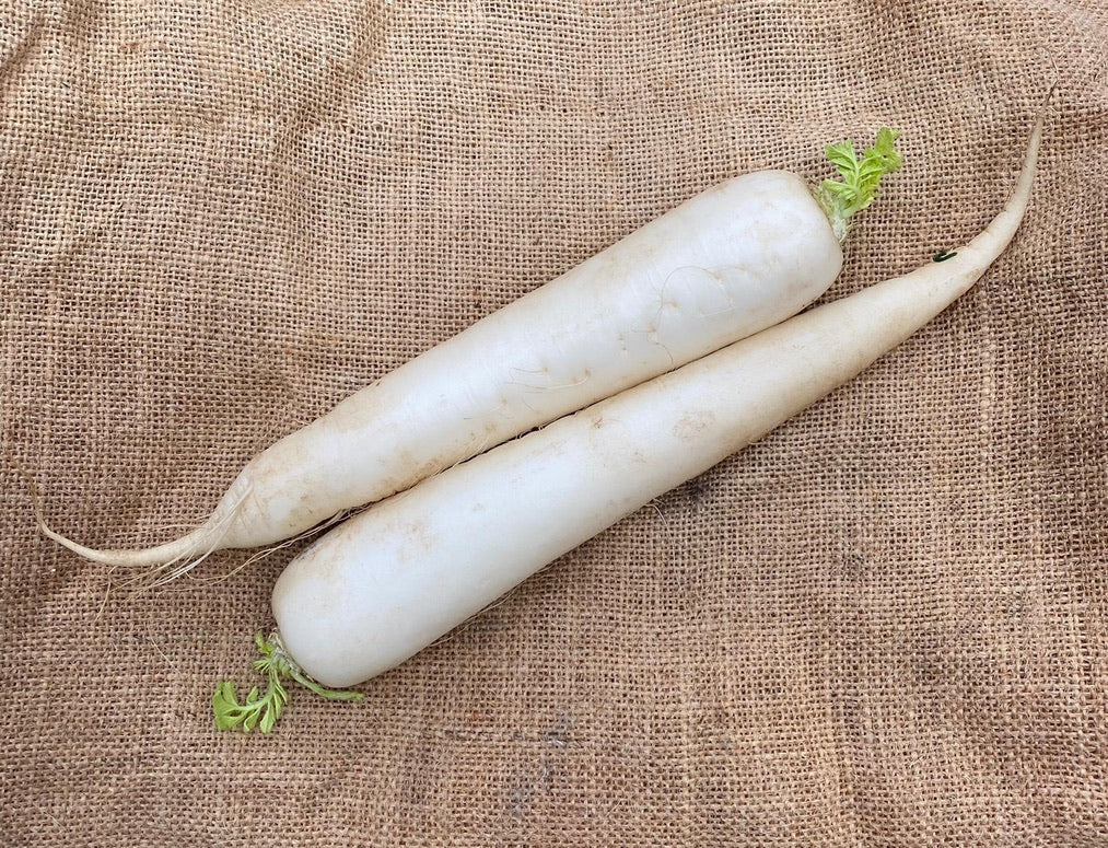 Mooli (White Radish) – Fresh & Organic