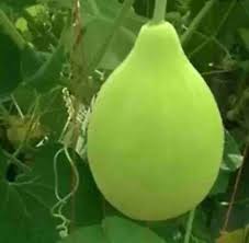 Kaddu (Pumpkin)