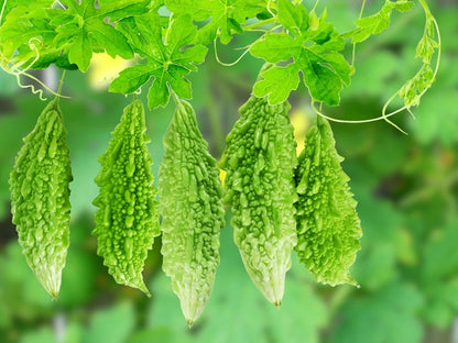 Karela