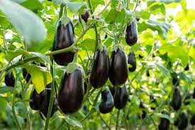 Baingan (Brinjal / Eggplant)