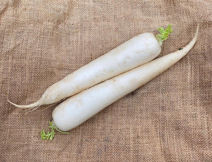 Mooli (White Radish) – Fresh & Organic